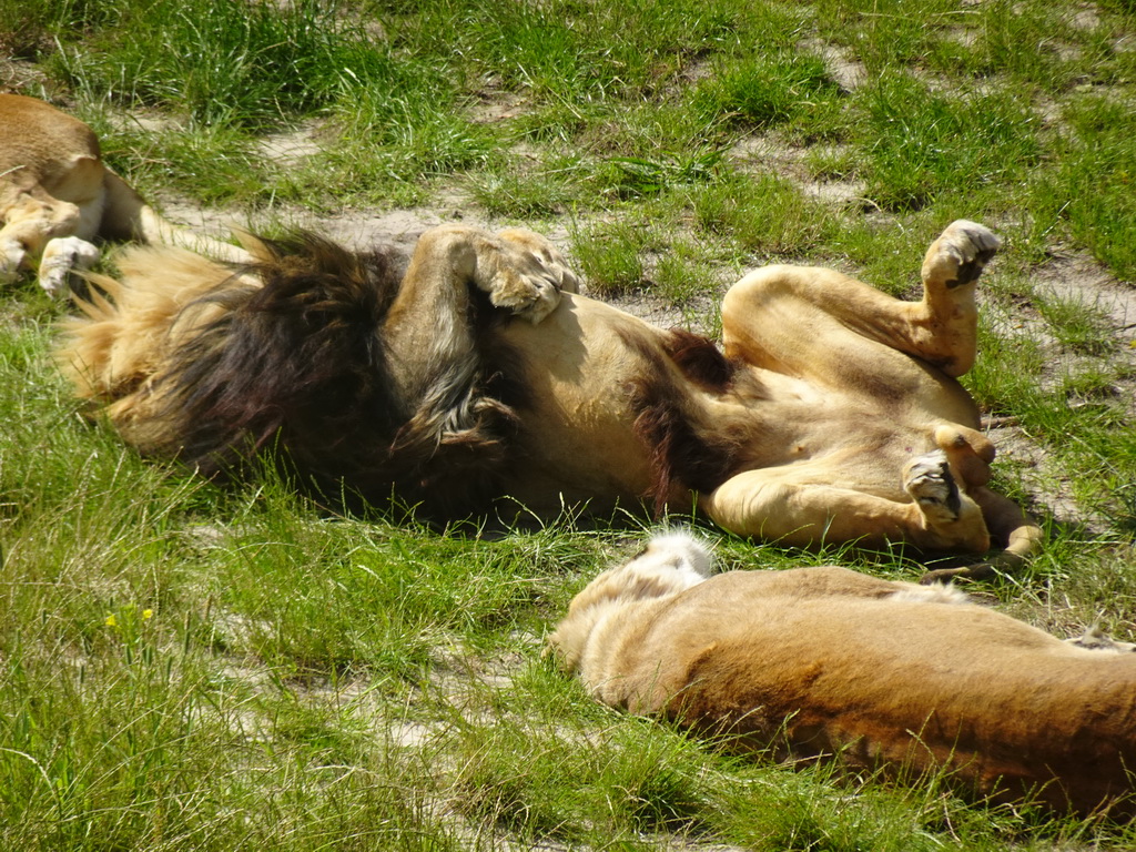 Lions at the Safaripark Beekse Bergen