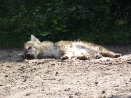 African Wild Dog at the Safaripark Beekse Bergen