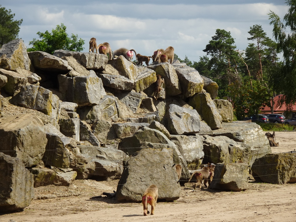 Hamadryas Baboons at the Safaripark Beekse Bergen