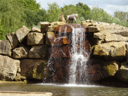 Hamadryas Baboons and waterfall at the Safaripark Beekse Bergen