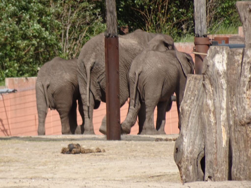 African Elephants at the Safaripark Beekse Bergen