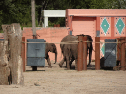 African Elephants at the Safaripark Beekse Bergen