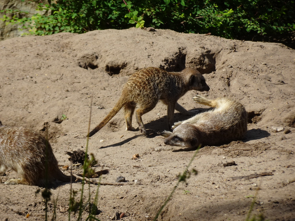 Meerkats at the Safaripark Beekse Bergen