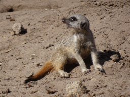 Meerkat at the Safaripark Beekse Bergen