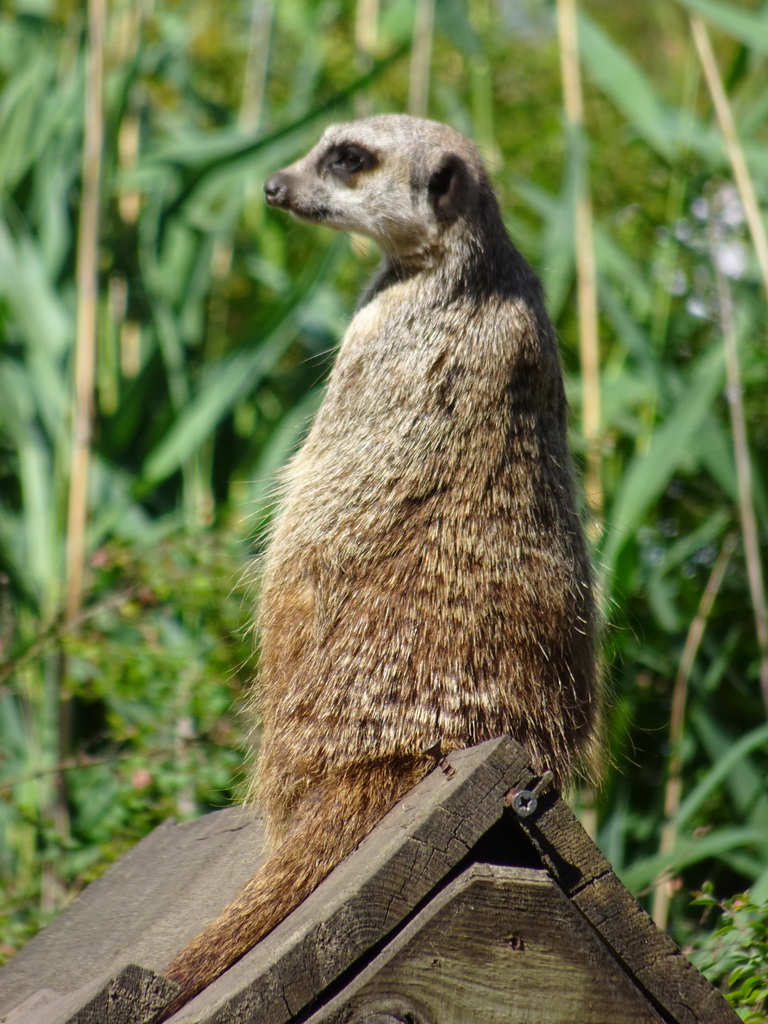 Meerkat at the Safaripark Beekse Bergen