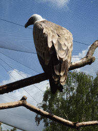 White-headed Vulture at the Safaripark Beekse Bergen