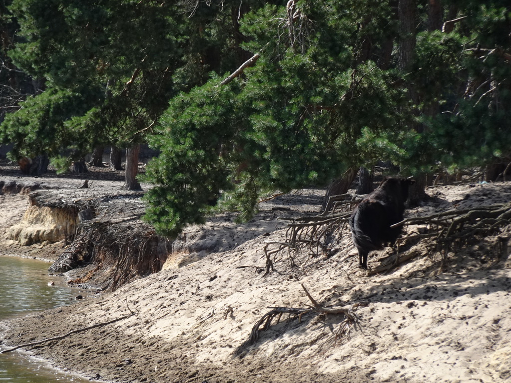 Yak at the Safaripark Beekse Bergen