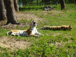 Siberian Tigers at the Safaripark Beekse Bergen