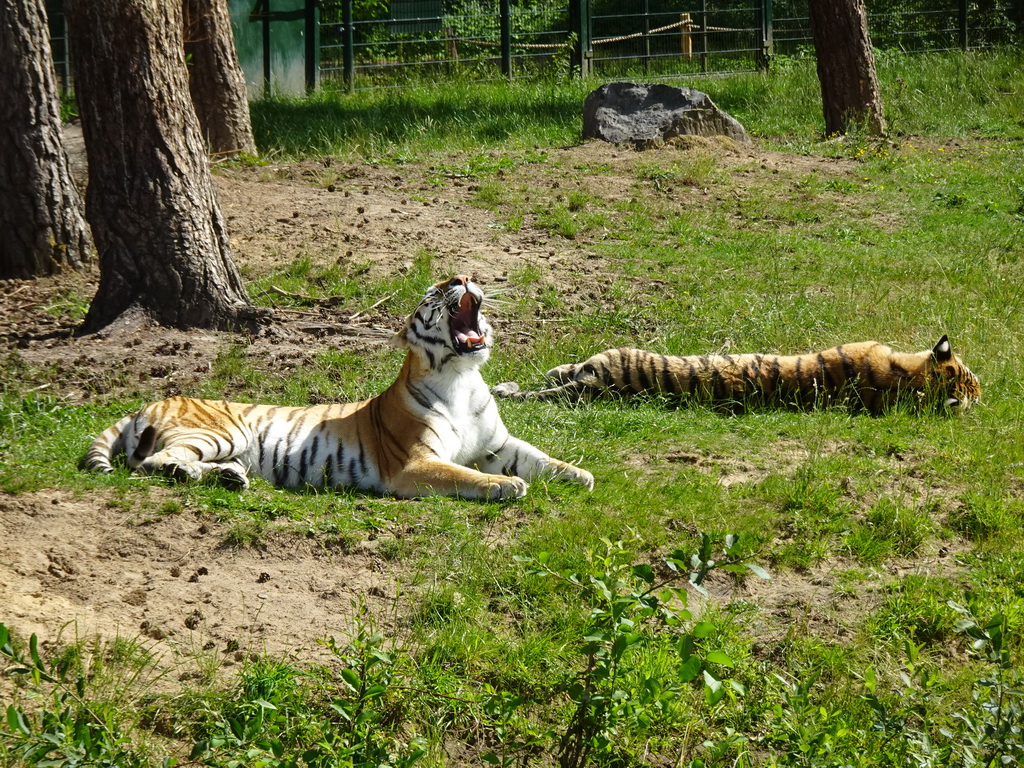 Siberian Tigers at the Safaripark Beekse Bergen