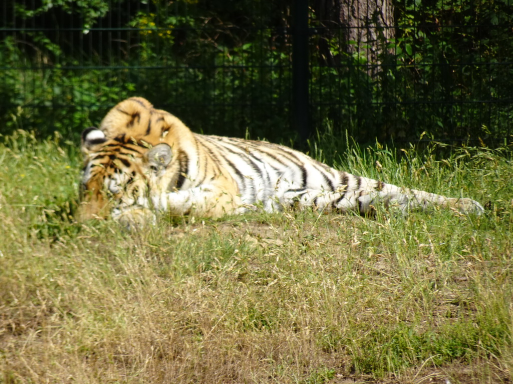 Siberian Tiger at the Safaripark Beekse Bergen