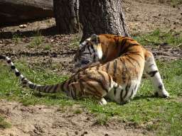 Siberian Tiger at the Safaripark Beekse Bergen