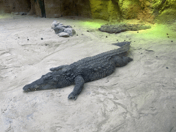 Nile Crocodiles at the Hippopotamus and Crocodile enclosure at the Safaripark Beekse Bergen