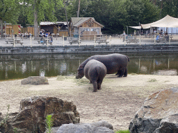 Hippopotamuses at the Safaripark Beekse Bergen