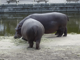 Hippopotamuses at the Safaripark Beekse Bergen