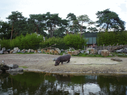 Hippopotamus and Sitatungas at the Safaripark Beekse Bergen