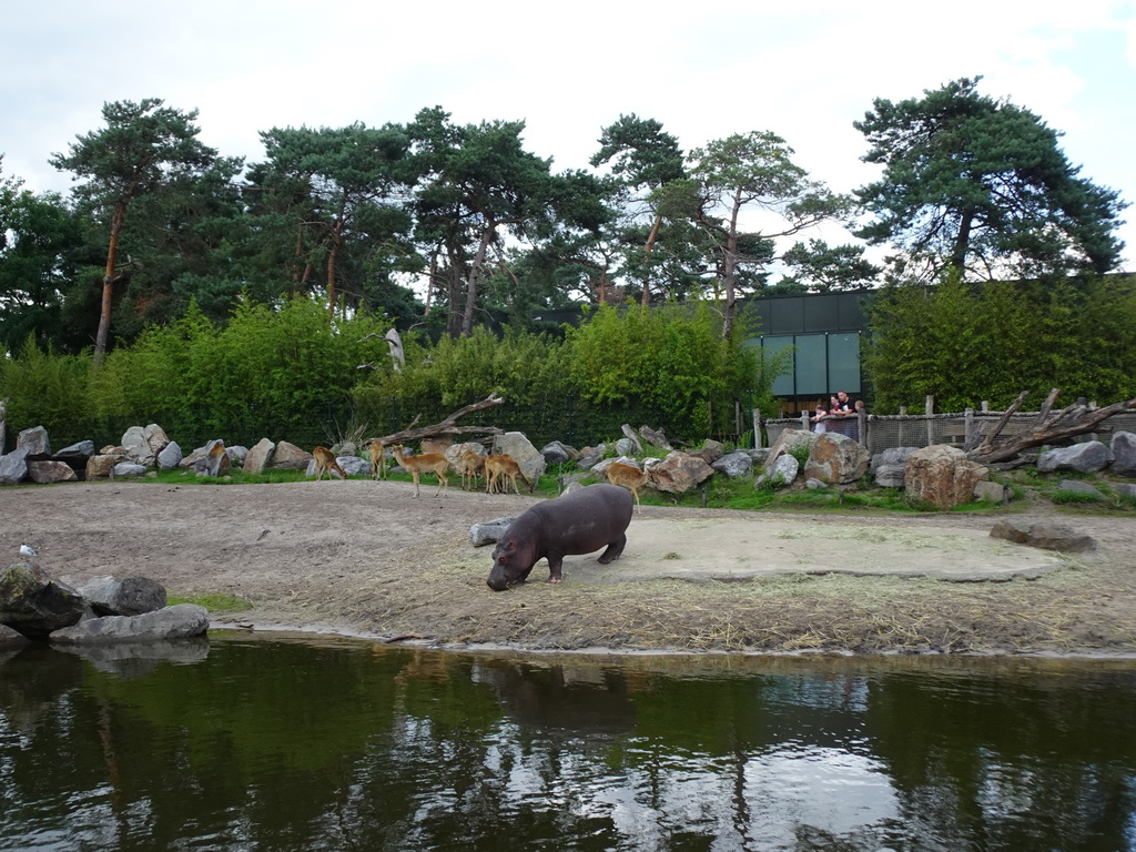 Hippopotamus and Sitatungas at the Safaripark Beekse Bergen
