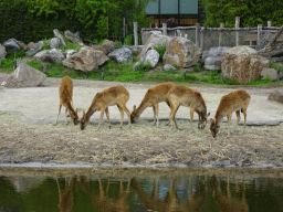 Sitatungas at the Safaripark Beekse Bergen