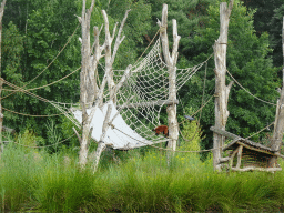 Red Ruffed Lemur at the Safaripark Beekse Bergen