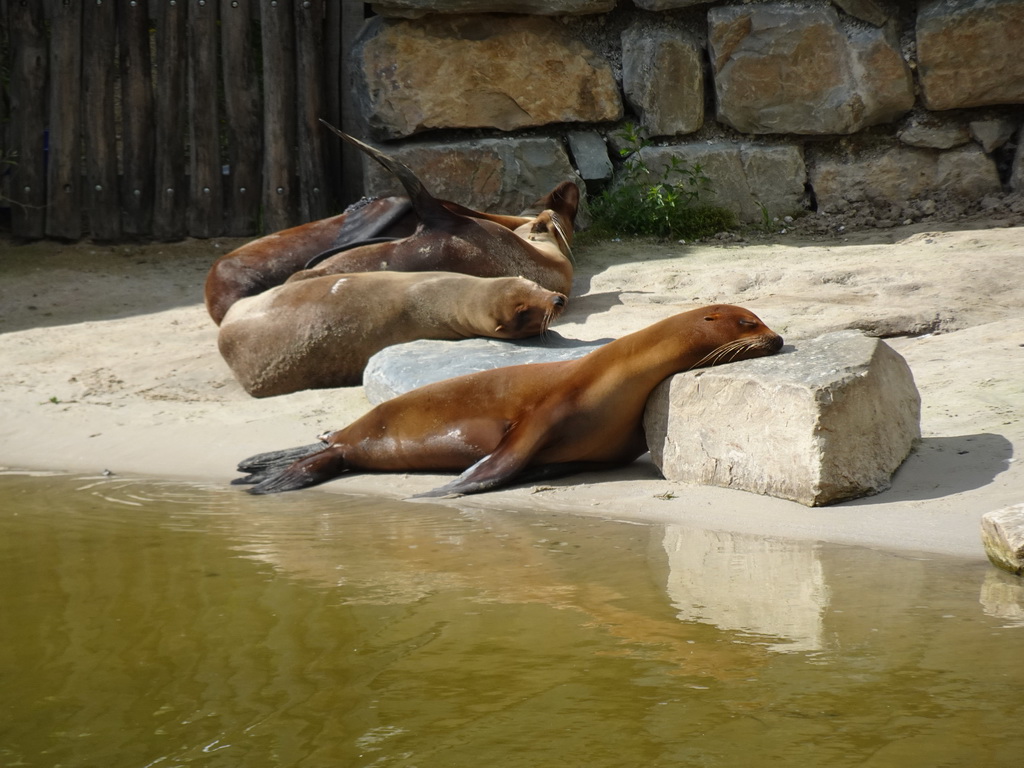 California Sea Lions at the Safaripark Beekse Bergen