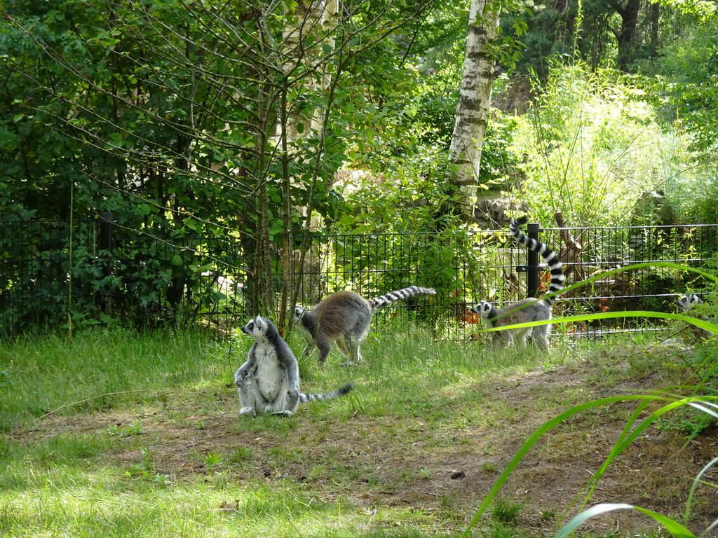 Ring-tailed Lemurs at the Safaripark Beekse Bergen