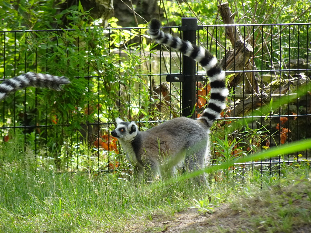 Ring-tailed Lemurs at the Safaripark Beekse Bergen