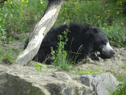 Sloth Bear at the Safaripark Beekse Bergen