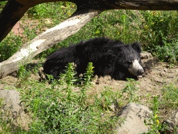 Sloth Bear at the Safaripark Beekse Bergen