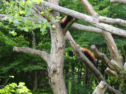 Red Pandas at the Safaripark Beekse Bergen