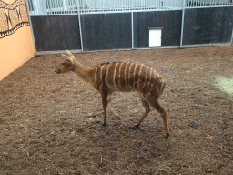 Nyala at the Safaripark Beekse Bergen