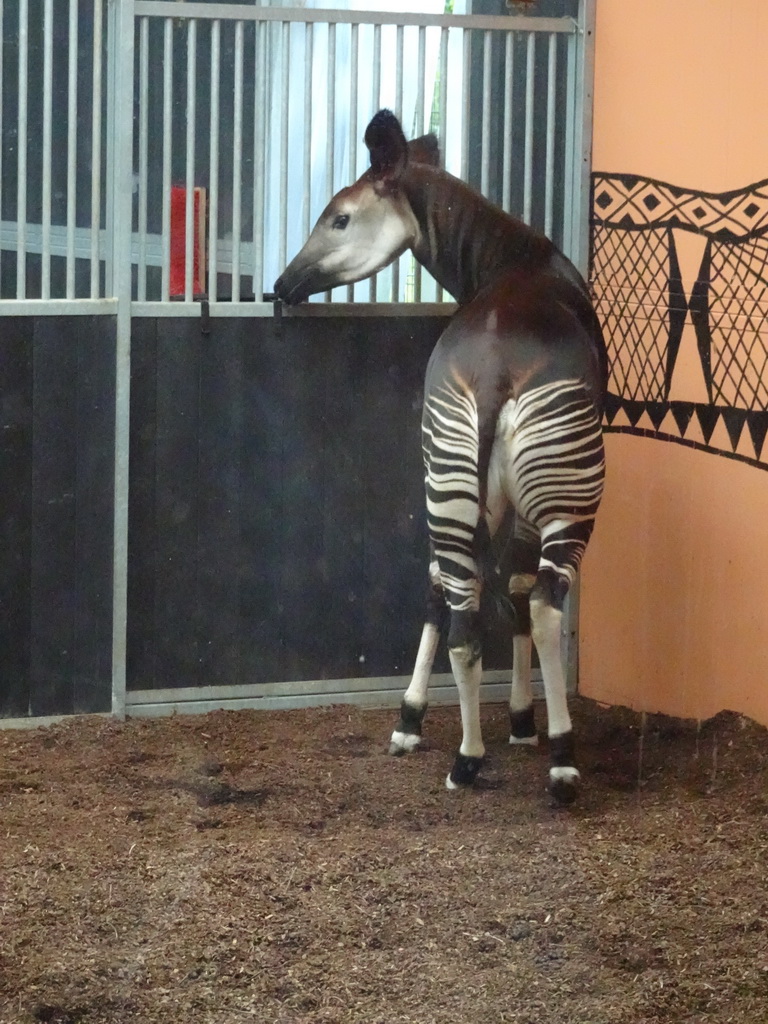 Okapi at the Safaripark Beekse Bergen