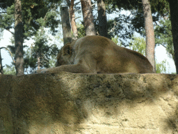 Lion at the Safaripark Beekse Bergen