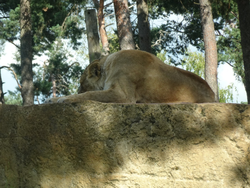 Lion at the Safaripark Beekse Bergen