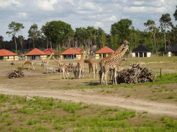 Rothschild`s Giraffes and Grévy`s Zebras at the Safaripark Beekse Bergen