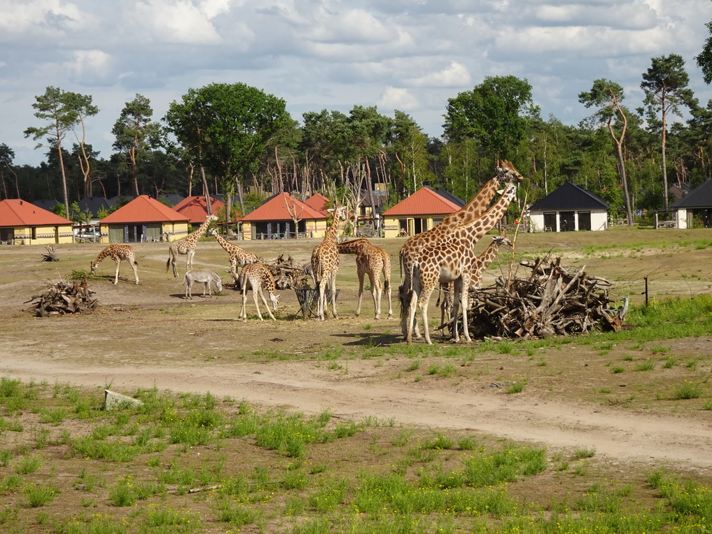 Rothschild`s Giraffes and Grévy`s Zebras at the Safaripark Beekse Bergen