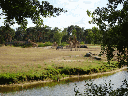 Rothschild`s Giraffes and Grévy`s Zebras at the Safaripark Beekse Bergen