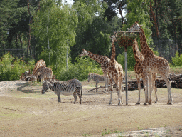 Rothschild`s Giraffes and Grévy`s Zebras at the Safaripark Beekse Bergen