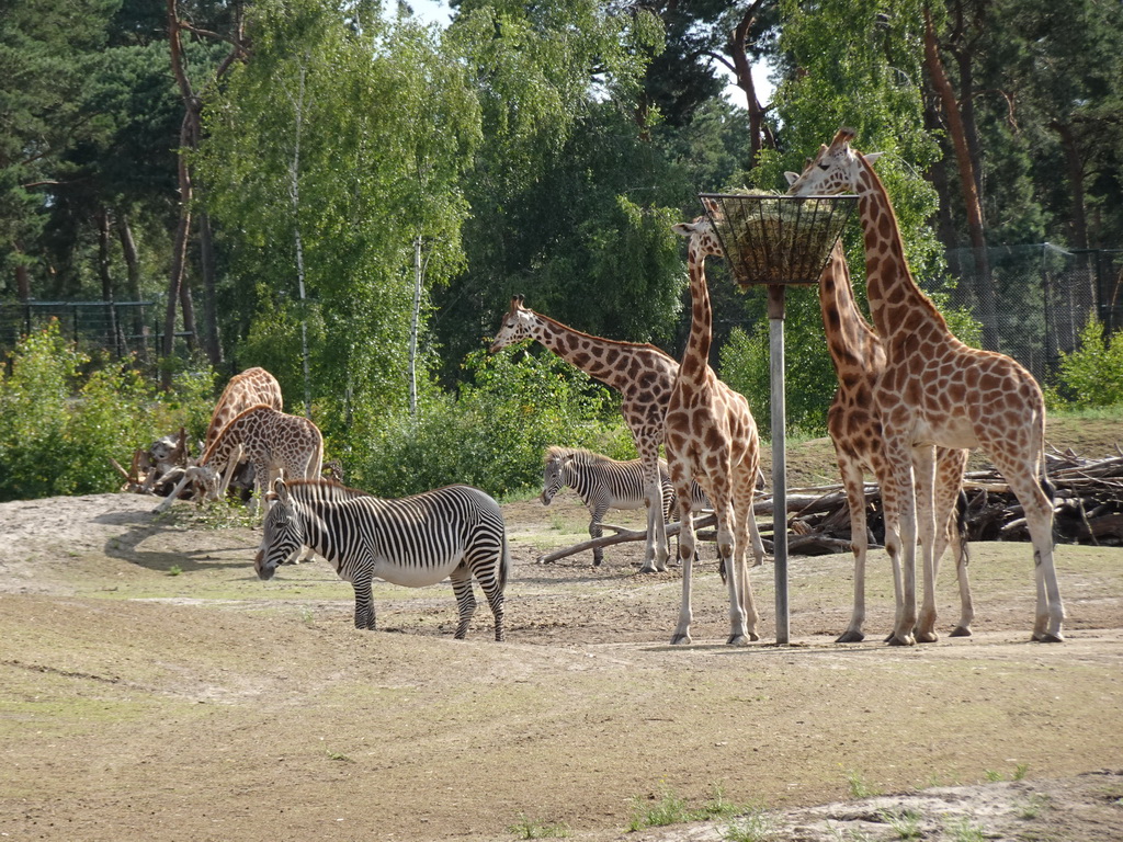 Rothschild`s Giraffes and Grévy`s Zebras at the Safaripark Beekse Bergen