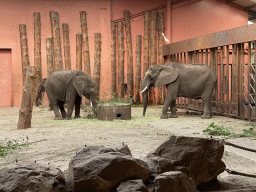 African Elephants at the Elephant enclosure at the Safaripark Beekse Bergen