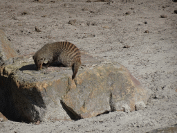 Banded Mongoose at the Safaripark Beekse Bergen