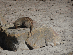 hilvarenbeek_8_152 - 412 kb - 1024x768 - Banded Mongoose at the Safaripark Beekse Bergen Banded Mongoose at the Safaripark Beekse Bergen