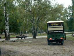 Jeep and Blue Wildebeests at the Safaripark Beekse Bergen, viewed from the car during the Autosafari