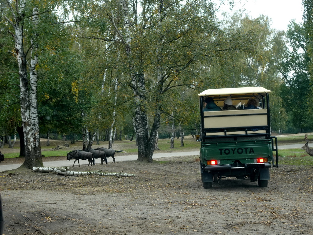 Jeep and Blue Wildebeests at the Safaripark Beekse Bergen, viewed from the car during the Autosafari