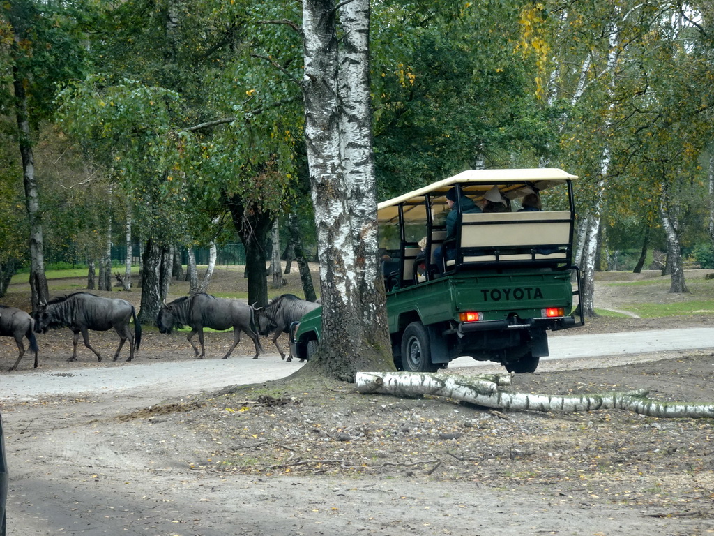 Jeep and Blue Wildebeests at the Safaripark Beekse Bergen, viewed from the car during the Autosafari