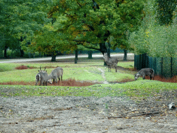 Indian Antelopes at the Safaripark Beekse Bergen, viewed from the car during the Autosafari