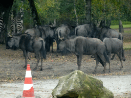 Grévy`s Zebras and Wildebeests at the Safaripark Beekse Bergen, viewed from the car during the Autosafari