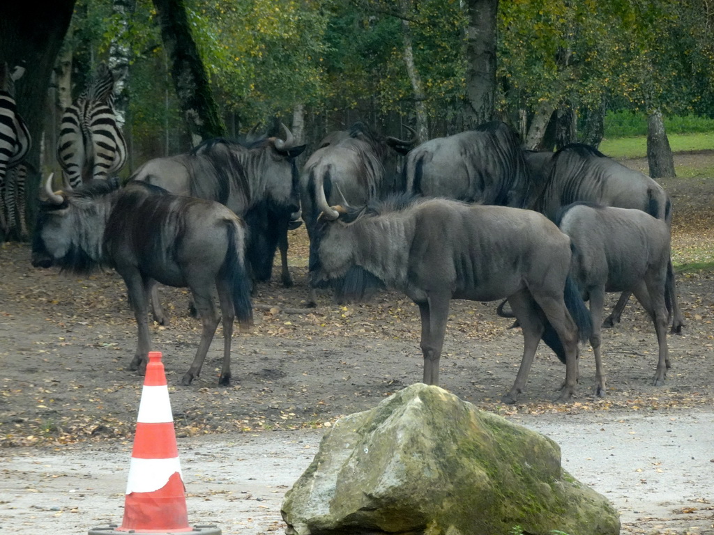 Grévy`s Zebras and Wildebeests at the Safaripark Beekse Bergen, viewed from the car during the Autosafari