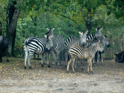 Grévy`s Zebras and Wildebeests at the Safaripark Beekse Bergen, viewed from the car during the Autosafari