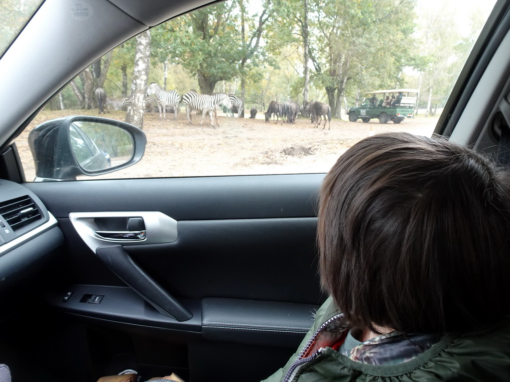 Max in the car during the Autosafari at the Safaripark Beekse Bergen, with a view on the Grévy`s Zebras, the Blue Wildebeests and a jeep