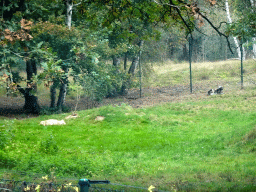 African Wild Dogs at the Safaripark Beekse Bergen, viewed from the car during the Autosafari