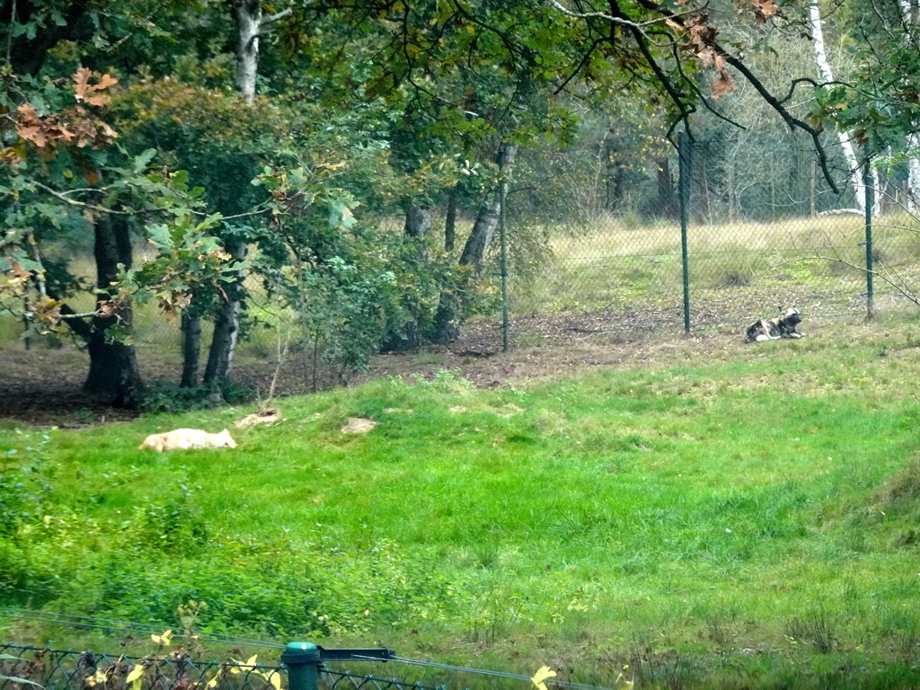 African Wild Dogs at the Safaripark Beekse Bergen, viewed from the car during the Autosafari